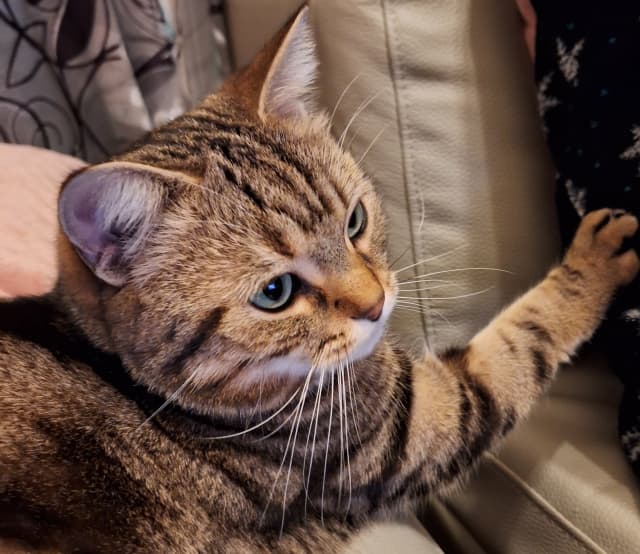 HSP かまってちゃん